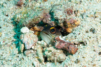 Opistognathus randalli (Yellowbarred Jawfish)