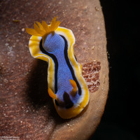 Chromodoris annae (Anna's Chromodoris)