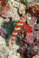 Amblyeleotris wheeleri (Gorgeous Shrimpgoby)