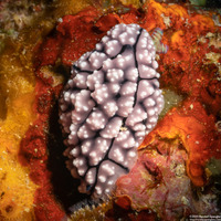 Phyllidiopsis fissurata (Phyllidiopsis Fissurata)