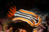 Chromodoris magnifica (Magnificent Chromodoris)