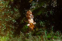 Thor amboinensis (Squat Shrimp)