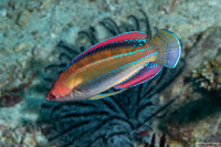 Cirrhilabrus temminckii (Peacock Fairy Wrasse)
