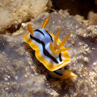 Chromodoris strigata (Streaked Chromodoris)