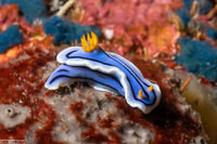 Chromodoris lochi (Loch's Chromodoris)