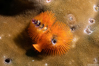 Spirobranchus sp.1 (Christmas Tree Worm)