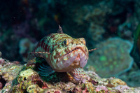 Synodus binotatus (Twospot Lizardfish)