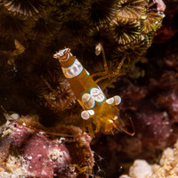 Thor amboinensis (Squat Shrimp)