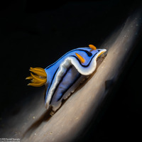 Chromodoris lochi (Loch's Chromodoris)