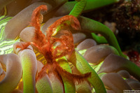 Oncinopus sp.1 (Orangutan Crab)