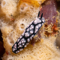 Phyllidiella annulata (Ringed Phyllidella)