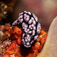 Phyllidiella pustulosa (Pustulose Phyllidia)