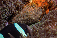 Amphiprion clarkii (Clark's Anemonefish)