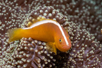 Amphiprion sandaracinos (Orange Anemonefish)