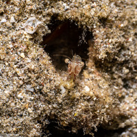 Cuapetes sp,.4 (Cuapetes sp.4)