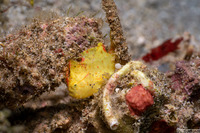Antennatus nummifer (Spotfin Frogfish)