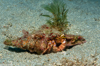 Dardanus lagopodes (Dark Knee Hermit Crab)