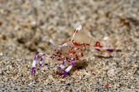 Ancylomenes holthuisi (Holthuis' Anemone Shrimp)
