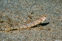 Synodus dermatogenys (Clearfin Lizardfish)