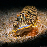 Armina semperi (Semper's Armina)