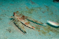 Dactyloptena orientalis (Helmut Gurnard)
