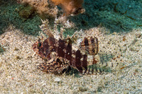 Dendrochirus brachypterus (Shortfin Lionfish)