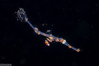 Solenostomus paradoxus (Ornate Ghost Pipefish)
