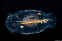 Salpa fusiformis (Common Salp)
