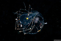 Family Scyllaridae (Slipper Lobster Phyllosoma)