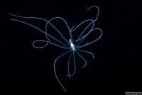 Cerianthus sp.2 (Tube-Dwelling Anemone)