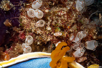 Ecteinascidia bandaensis (Ecteinascidia Bandaensis)