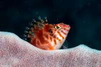 Cirrhitichthys aprinus (Threadfin Hawkfish)