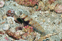 Amblyeleotris guttata (Spotted Shrimpgoby)