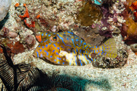 Lactoria fornasini (Thornback Cowfish)