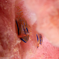 Aliaporcellana spongicola (Porcelain Crab)