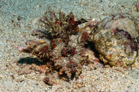 Inimicus didactylus (Spiny Devilfish)