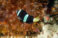 Amphiprion clarkii (Clark's Anemonefish)