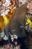 Platax batavianus (Batavia Spadefish)