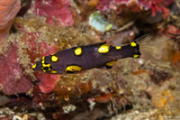 Bodianus mesothorax (Blackbelt Hogfish)