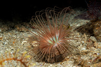 Cerianthus filiformis (Cerianthus Filiformis)