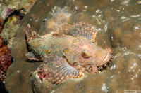 Scorpaenopsis oxycephala (Tasseled Scorpionfish)