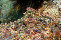 Scorpaenopsis oxycephala (Tasseled Scorpionfish)