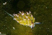 Costasiella kuroshimae (Kuro Sapsucking Slug)