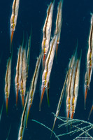 Centriscus scutatus (Rigid Shrimpfish)