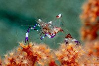 Ancylomenes holthuisi (Holthuis' Anemone Shrimp)