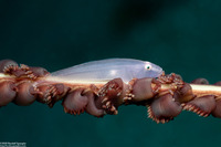 Lobulogobius morrigu (Seapen Goby)