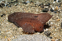 Ablabys macracanthus (Spiny Waspfish)