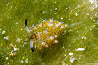 Costasiella kuroshimae (Kuro Sapsucking Slug)