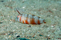 Iniistius aneitensis (Whitepatch Razorfish)