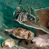 Diodon holocanthus (Longspine Porcupinefish)